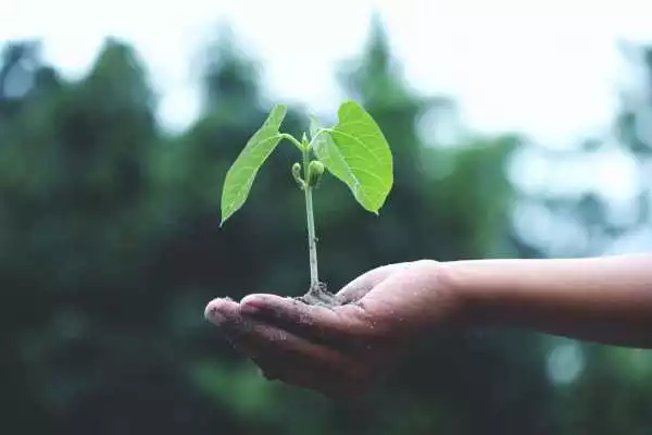 Hand met aarde waarin een jonge plant groeit